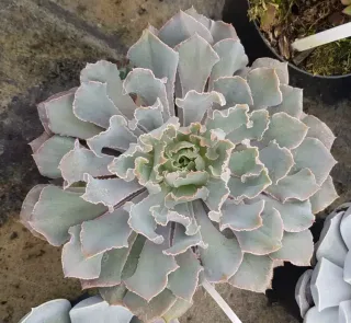 Succulente 'Pink frills' (Echeveria shaviana) — rosette de feuilles charnues ondulées, vue de dessus · Pot 2.5L