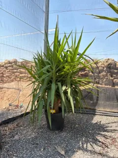 Yucca pied d'éléphant (Yucca elephantipes) — grand sujet en pot noir sur gravier · Pot 15L