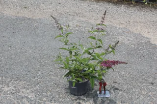 Arbre aux papillons 'delight rose' (Buddleia davidii) — jeune arbuste fleuri en pot avec figurine · Pot 3L