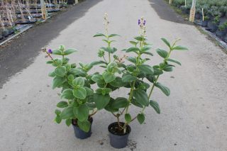 Pot 3L