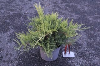 Pot 3L hauteur moyenne 30/40 cm (hors pot)