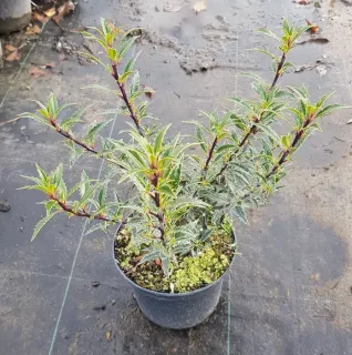 Houx commun 'Myrtifolia' (Ilex aquifolium) — jeune arbuste dressé en pot de culture · Pot 2.5L Touffe