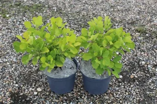 Pot 3L
