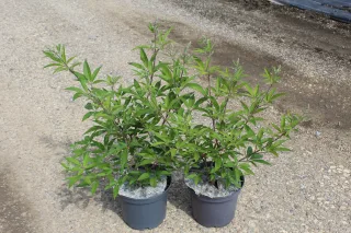 Arbre au poivre 'F latifolia' (Vitex agnus) — deux jeunes arbustes feuillus en pots noirs sur graviers · Pot 3L