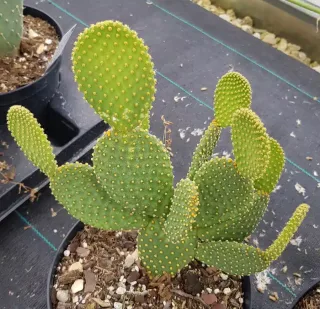 Oreille de lapin jaune 'Aurea' (Opuntia) — cactus vert aux cladodes ovales bosselées · Pot 2.5L