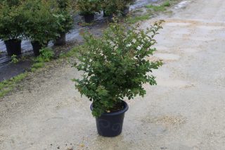 Pot 7.5L