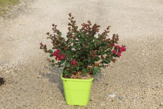 Pot 8L
