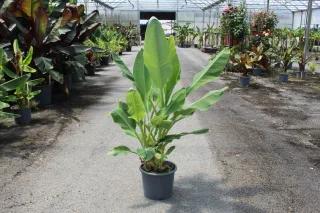 Pot 15L