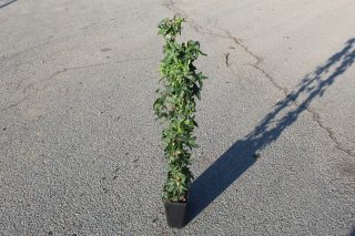 Pot 2L hauteur moyenne 60/80 cm (hors pot)
