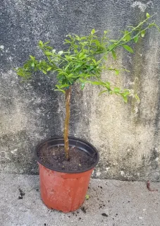 Citronnier caviar 'Jaune' (Citrus australasica) — jeune arbuste greffé en pot plastique · Pot 1.5L Tige