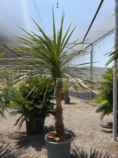 Cordyline indivisa (Cordyline indivisia) — grand sujet en pot dans serre extérieure · Pot 70L