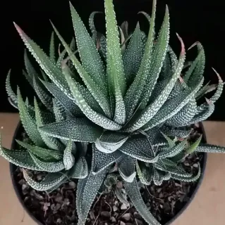 Succulente 'Concolor' (Haworthia fasciata) — rosette de feuilles épaisses vertes tachetées blanches · Pot 1.5L