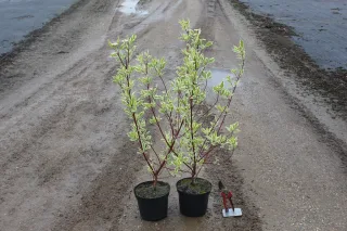 Cornouiller blanc 'Elegantissima' (Cornus alba) — deux jeunes arbustes panachés en pot alignés · Pot 3L
