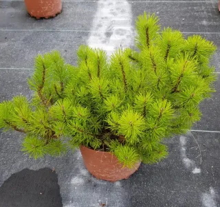 Pin de montagne 'Pumilio' (Pinus) — arbuste conifère compact aux aiguilles vert vif · Pot 3L Touffe
