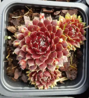 Joubarbe à rosette rouge foncé coeur duveteux 'Cosmic candy' (Sempervivum) — rosettes succulentes rouges au cœur duveteux en pot · Godet