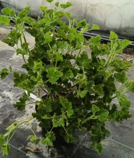 Géranium au parfum de cola 'Cola bottles' (Pelargonium nervosum) — grand plant vert dense en pot de pépinière · Pot 3L