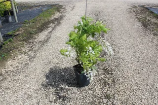 Pot 3L formé en tipi de 60 cm de hauteur (hors pot)