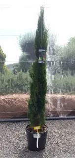 Cyprès méditerranéen 'totem' (Cupressus sempervirens) — conifère étroit en pot noir sur gravier · Pot 18L