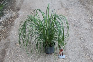 Pot 3L