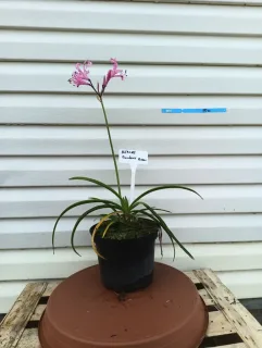Lis de guernesey (Nerine bowdenii) — plante à longues feuilles rubanées et fleurs roses · Pot 3L