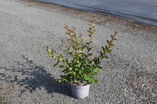 Pot 3L