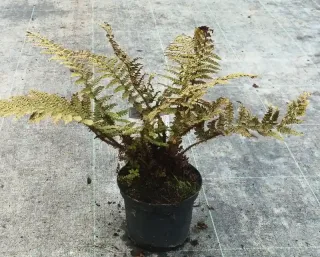 Polystic (Polystichum polyblepharum) — fougère aux frondes sèches dans pot noir · Pot 2.5L Touffe