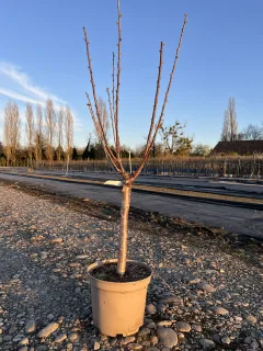 Pot 10L formé en ¼ de tige, hauteur totale de 60/80 cm (hors pot)