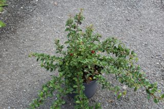 Pot 3L hauteur moyenne 30/40 cm (hors pot)