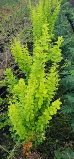Épine-vinette de thunberg 'Torchd'or' (Berberis thunbergii) — arbuste au feuillage vert clair dense en pépinière · Pot 3L Touffe