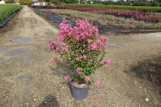 Pot 15L Touffe