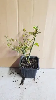 Rosier couvre-sol 'The fairy jaune' (Rosa) — jeune rosier défeuillé en pot plastique · Godet