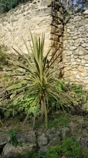 Faux-Dragonnier 'Torbay Dazzler' (Cordyline australis) — plante graphique dressée devant un mur de pierre · Pot 6L