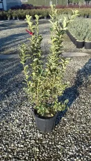 Fusain du japon 'Silver king' (Euonymus japonicus) — arbuste au feuillage panaché en pot noir · Pot 10L
