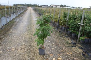 Pot 5L hauteur moyenne 40/60 cm (hors pot)