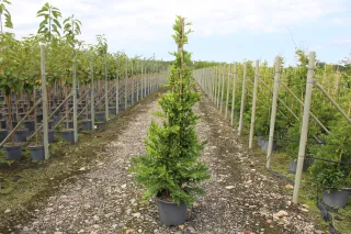 Glycine 'Black dragon' (Wisteria floribunda) — jeune plant en pot sur allée de pépinière · Pot 15L