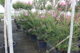 Pot 50L Touffe