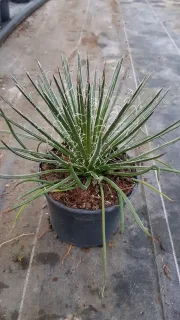 Agave geminiflora — rosette de feuilles étroites avec filaments blancs · Pot 2.5L