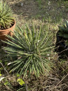 Pot 5L Hauteur 25-30 cm (hors pot)