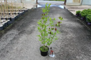 Calycanthus floridus — arbuste en pot sur allée bitumée avec sécateur · Pot 3L