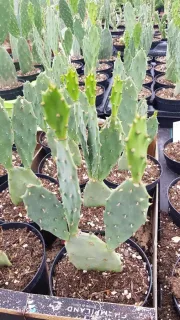 Figuier de barbarie 'Flavispina' (Opuntia phaecantha) — cactus segmenté vert à épines courtes en pot · Pot 2.5L
