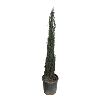 Cyprès d'italie 'Pyramidalis' (Cupressus sempervirens) — conifère élancé en pot plastique noir · Pot 10L