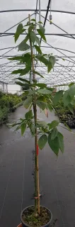Avocatier race mexicaine 'Zutano' (Persea americana) — jeune arbre feuillu tuteuré dans serre de pépinière · Pot 25L Baliveau