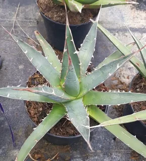 Agave du chihuahua (Agave lechuguilla) — rosette de feuilles succulentes vertes en pot noir · Pot 2.5L