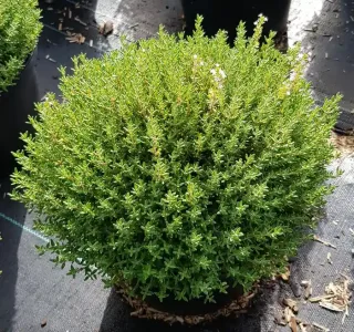 Thym 'Compactus' (Thymus vulgaris) — touffe dense de feuillage vert en pot noir · Pot 2.5L Touffe