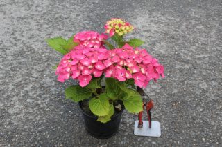 Pot 2L