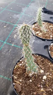 Figuier de barbarie 'Fremont' (Opuntia polyacantha) — jeune cactus épineux en pot de pépinière · Pot 2.5L
