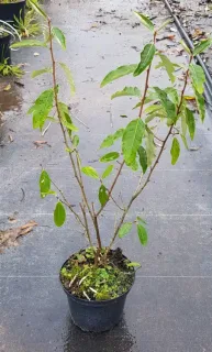 Goumi du japon à baies rouges (Eleagnus multiflora) — jeune arbuste caduc en pot plastique noir · Pot 2.5L