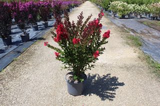 Pot 15L   hauteur 80-125 cm (hors pot)
