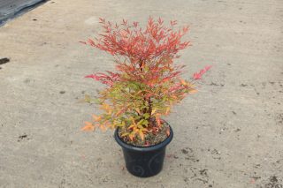 Pot 7.5L hauteur moyenne 60/80 cm (hors pot)