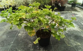 Géranium au parfum de citron 'Atomic snowflake' (Pelargonium) — plante touffue au feuillage vert panaché jaunissant · Pot 3L